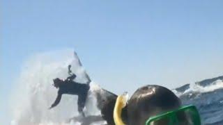 Snorkeller launched into the air by whale