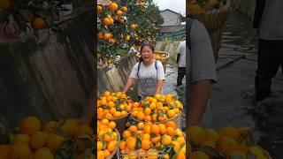 Fresh Beautiful Orange  Fruit Harvest from Farm with Rural Farmer #shorts #satisfying