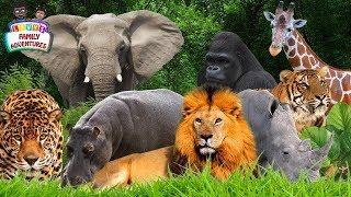 Learning Jungle Animals - Jungle Animals Names and Sounds