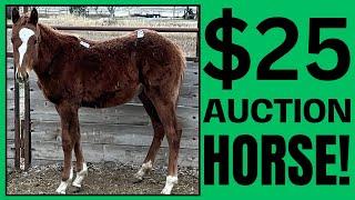 $25 Auction RESCUE horse ~ UNBELIEVABLE ~ 1 year Transformation! ️ Scarlet's Story ️
