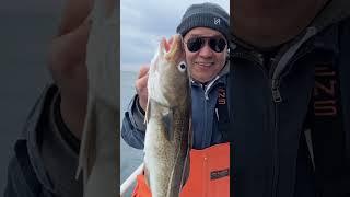 Fishing cod for sushi