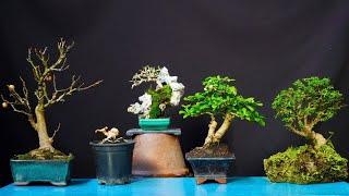 BONSAI MINI ĐỂ BÀN . VIDEO NGÀY 6/3/2025