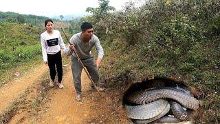 Visit the trap to find the giant cobra's crazy attack | KingCobra Hunter