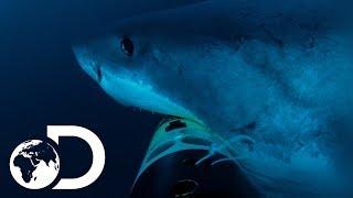 Deep Blue Hunts For Elephant Seals | Jaws Strikes Back