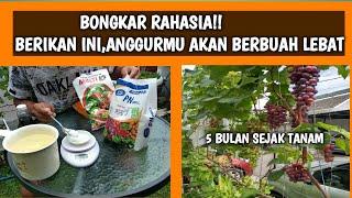 PUPUK ANGGUR AGAR CEPAT BERBUAH | baja untuk pokok anggur cepat berbuah