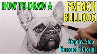 How to Draw a FRENCH BULLDOG