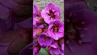 BEAUTIFUL PINK FLOWERS IN OUR GARDEN #short