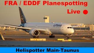 FRA LIVE  Sunny ️ Planespotting