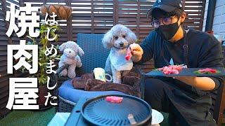 【コント】犬と自宅で焼肉屋さんごっこしたら楽し過ぎたw【トイプードル】