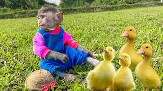 Baby monkey Bon Bin fishing herding duckling with Amee Little cat Animal Islands