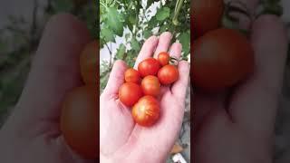 Dia de Cosecha!!! Tomates Hidroponica