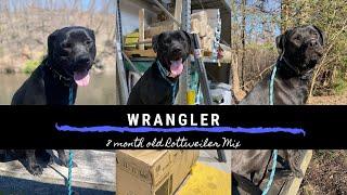 Pennsylvania Dog Trainers ||| OLK9 Lehigh Valley ||| 8 Month Old Rottweiler/ Lab Mix, Wrangler