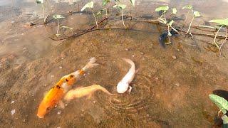 Super Amazing Result With Axolotl| Found Axolotl Black and White Colorful Japanese Koi Oranda Betta