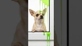 Chihuahua liquid fun #DreamScreenAI