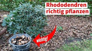 Rhododendron richtig pflanzen [Schritt für Schritt Anleitung für den optimalen Start]