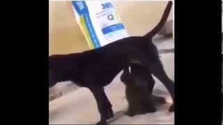 Dog humps mouth