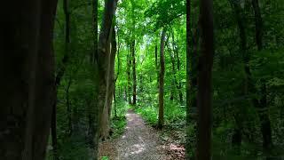 walk through the forest in Russia, Stavropol city #nature #travel #russia #stavropol #shorts #short