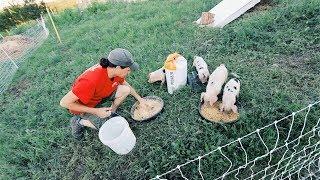 Mixing Chicken Feed: From 82¢ to 19¢ a Pound!