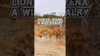 Lion vs. Hyena: A Wild Rivalry