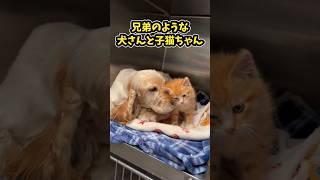 5 funny and soothing dogs and cats for you tired from work #dogsandcats #funny #soothing #lifewit...