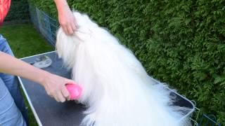 Fellpflege beim Langhaarhund mit der Tangle Teezer Bürste