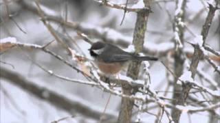 Boreal Chickadee in Algonquin Park (www.algonquinpark.on.ca)