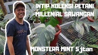 MONSTERA MINT 5 jutaan ??? INTIP KOLEKSI TANAMAN VARIEGATA PETANI ANAK MUDA MILLENIAL.