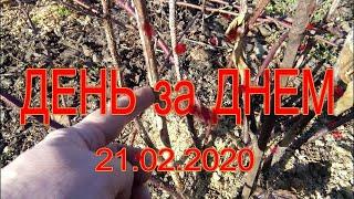 ДАЧНЫЙ СЕЗОН. ДЕНЬ ЗА ДНЕМ. 21 02 2020