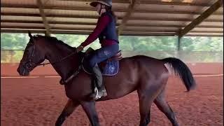 LONG AND STRONG (July ‘24) - Adoptable Thoroughbred Gelding - New Vocations