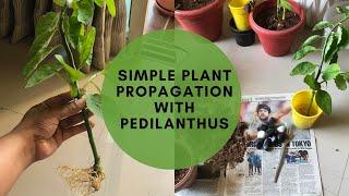 Planting made easy with Devil's Backbone Plant  ,  Fast Propagation, Low Care and More| Ekta