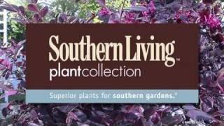 Plant Purple Pixie Weeping Loropetalum from the Southern Living Plant Collection