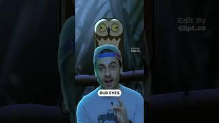 How does an owl's head work??