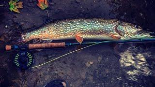 PIKE FLY FISHING!!!