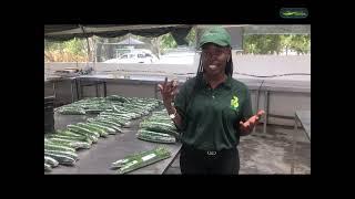 English Cucumber Production with Holland Greentech.