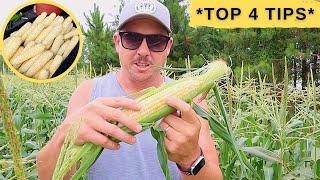 HOW TO GROW A PERFECT EAR OF CORN!