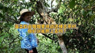 温柔的白姐姐说要挑战这棵古茶树，你们说能爬上去吗？