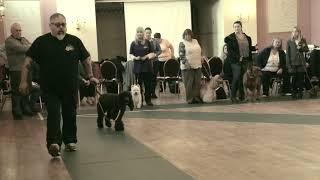 Training A Dog To Gait On A Loose Lead By Eric Salas