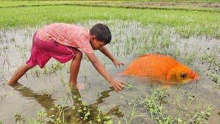 Amazing Fishing Videos | Little Boy Catching Fish By Hand From Village Paddy Fields Rain Water 