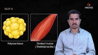 Glucose Transporters ( GLUT )  - Usmle Quick review - Dr Bhanu prakash