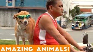 Animals are Awesome Compilation 2018