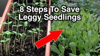 8 Steps To Fix Leggy Seedlings No Need To Start Over!