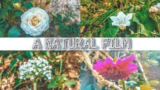 A Natural Film - || Present by JOINUS VLOG ||#oneplusnord #cinematic #aesthetic #natural