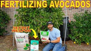 How To FERTILIZE AVOCADO TREES For INSANE Fruit Set [COMPLETE GUIDE]