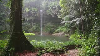 Rain Forest Real Sound, Relaxing Sound, Deep Sleep Sound