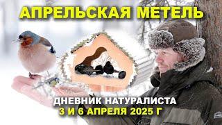 Апрельская метель и птицы. 6.4.2025. Дневник натуралиста