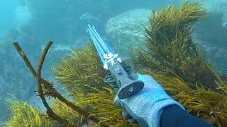 Spearfishing Illawarra NSW