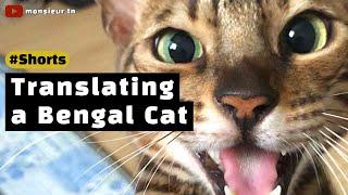 Translating a Bengal Cat (Meowing, Talking, Yelling) #shorts