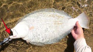 Giant Flounder from Shore - Fluke Fishing with Hard Jerkbaits