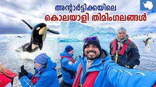 Antarctica  #9 - കടലിലെ വേട്ടക്കാരൻ ഓർക്കാ | Killer Whales | Cuverville Island