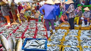 Lưới 2 Phan Thiết Trúng Mùa Cá Bạc Má | Hàng 10 Tấn Cập Cảng Mỗi Ngày